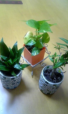 百均☆観葉植物